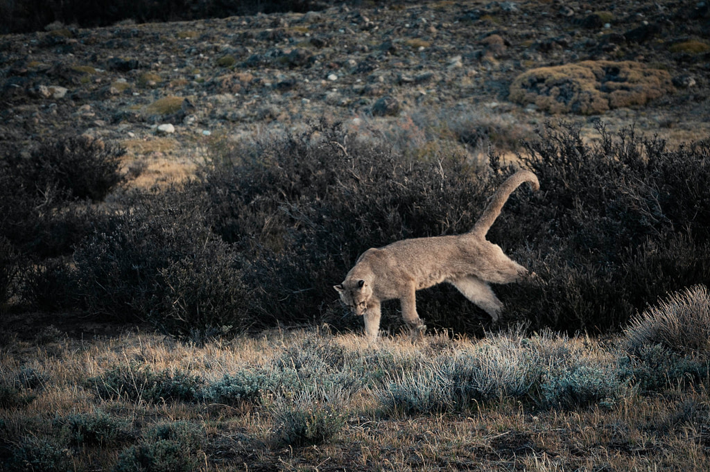 puma stretching and raising tail in torres del paine chile