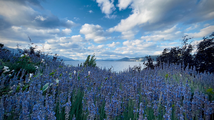 Lavender and ivy surrounding Lake Nahuel Huapi, near Bariloche, Argentina.