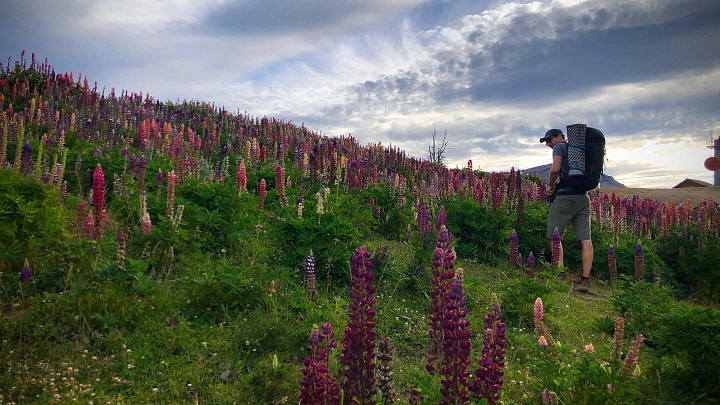 Theo surrounded by colourful lupin flowers at Serro Chapelco, San Martín de los Andes, Argentina.