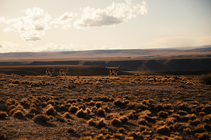 Guanacos grazing in the estepa patagonica (Patagonian Steppe) at sunset