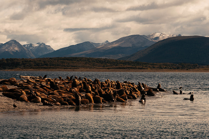 A colony of sea lions clambering over each other at Martillo Island in the Beagle Channel near Ushuaia. Argentina.