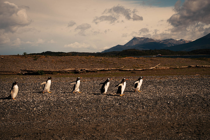 Magellanic penguins at Martillo Island in the Beagle Channel near Ushuaia. Argentina.