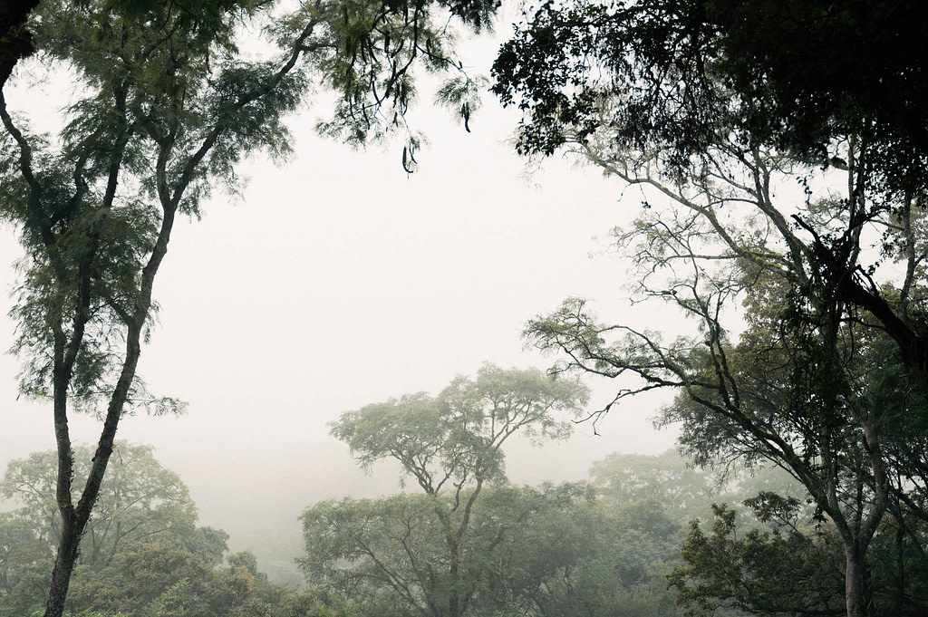The lush vegetation of Sierra de Ancasti. Paclín Department, Catamarca Province - Argentina