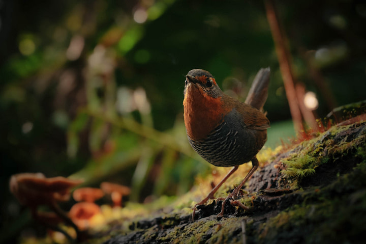 Pumalin, sendero volcan chaiten, birds aplenty