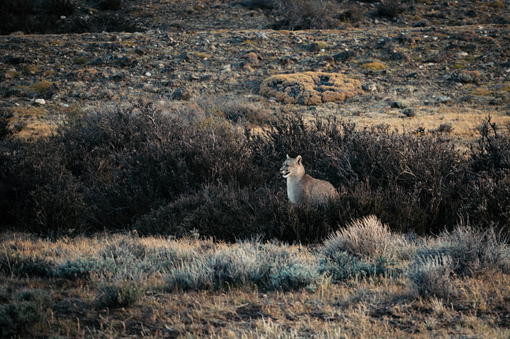 Puma Chileno, Torres del Paine National Park